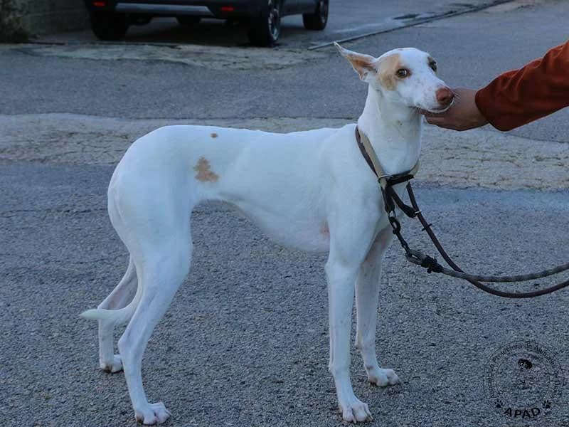Shai, male Podenco for adoption at APAD Dénia, Dénia — photo 5 of 16