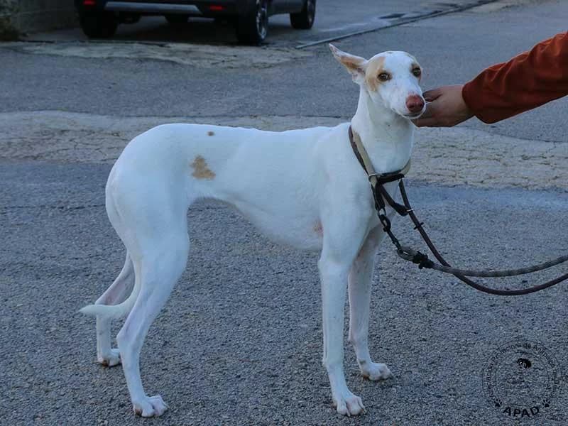 Shai, male Podenco for adoption at APAD Dénia, Dénia — photo 6 of 16