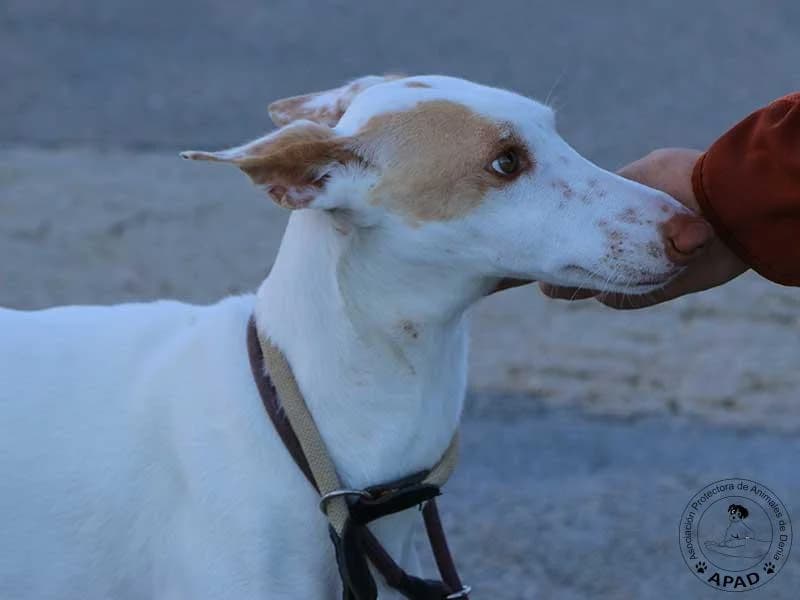 Shai, male Podenco for adoption at APAD Dénia, Dénia — photo 7 of 16