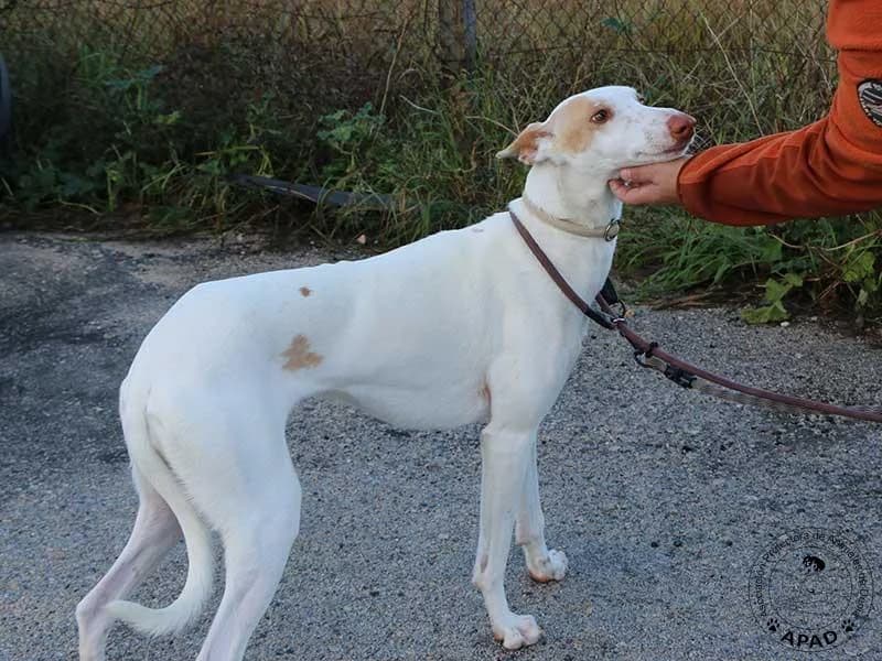 Shai, male Podenco for adoption at APAD Dénia, Dénia — photo 8 of 16