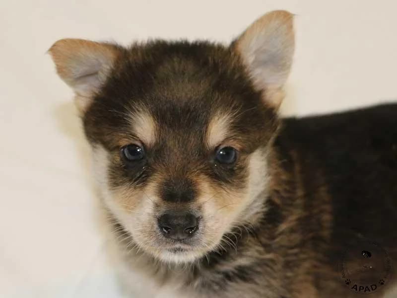 Shiro, Mixed Breed (APAD Dénia)
