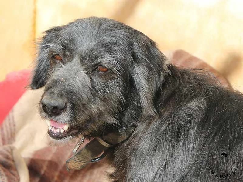 Sina, male 6yo Mixed Breed for adoption at APAD Dénia, Dénia