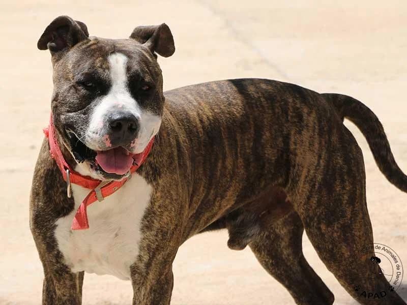 Spike, male 6yo American Staffordshire Terrier for adoption at APAD Dénia, Dénia