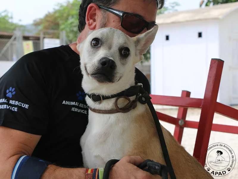 Summer, male puppy Mixed Breed for adoption at APAD Dénia, Dénia