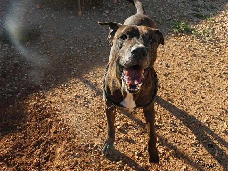 Tabby, male Mixed Breed for adoption at APAD Dénia, Dénia