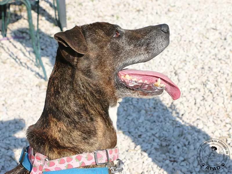 Tabby, male Mixed Breed for adoption at APAD Dénia, Dénia — photo 2 of 18