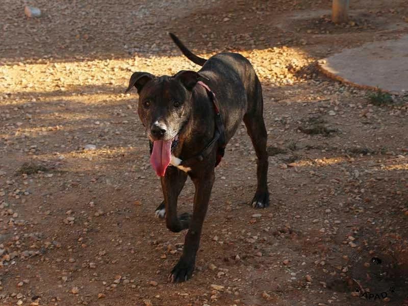 Tabby, male Mixed Breed for adoption at APAD Dénia, Dénia — photo 3 of 18