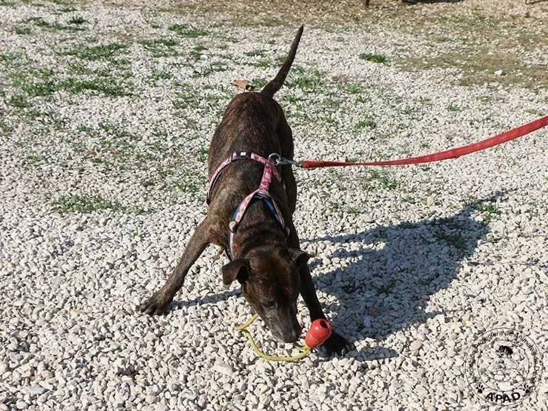 Tabby, male Mixed Breed for adoption at APAD Dénia, Dénia — photo 4 of 18