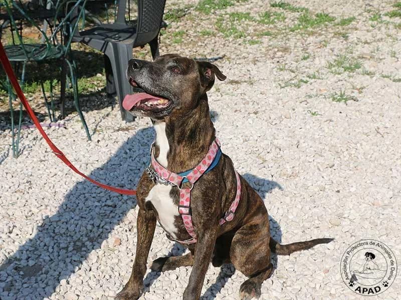Tabby, male Mixed Breed for adoption at APAD Dénia, Dénia — photo 5 of 18
