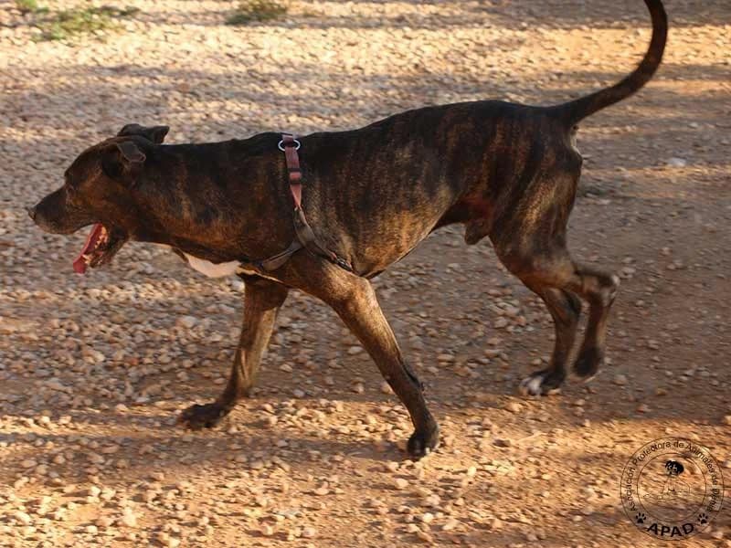 Tabby, male Mixed Breed for adoption at APAD Dénia, Dénia — photo 6 of 18