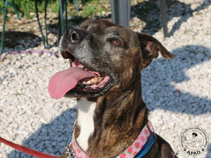 Tabby, male Mixed Breed for adoption at APAD Dénia, Dénia — photo 7 of 18