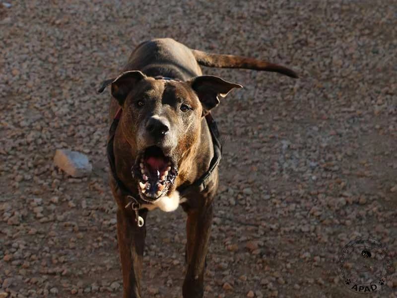 Tabby, male Mixed Breed for adoption at APAD Dénia, Dénia — photo 8 of 18