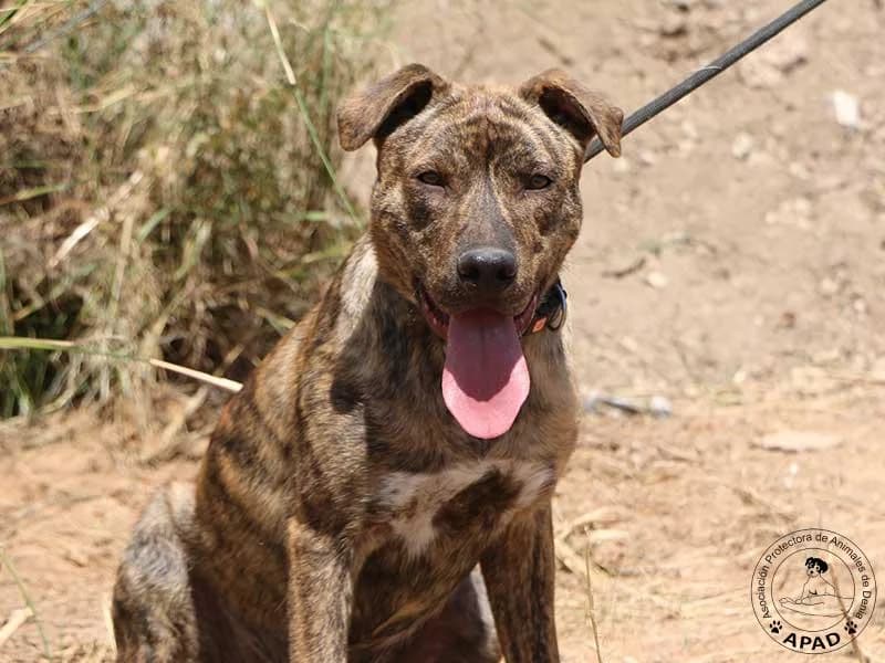 Taiger, male young Mixed Breed for adoption at APAD Dénia, Dénia