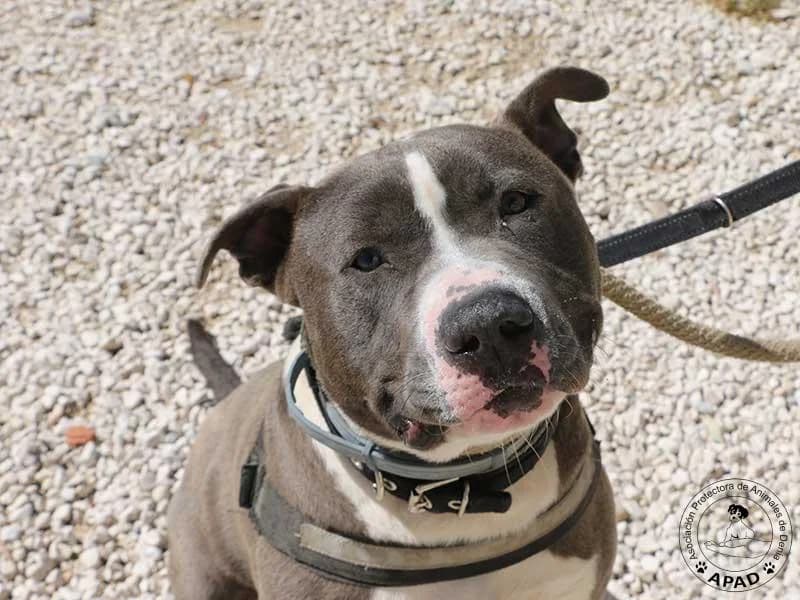 Tango, male 3yo Mixed Breed for adoption at APAD Dénia, Dénia