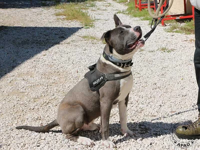 Tango, male Mixed Breed for adoption at APAD Dénia, Dénia — photo 2 of 21