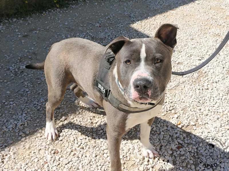 Tango, male Mixed Breed for adoption at APAD Dénia, Dénia — photo 3 of 21