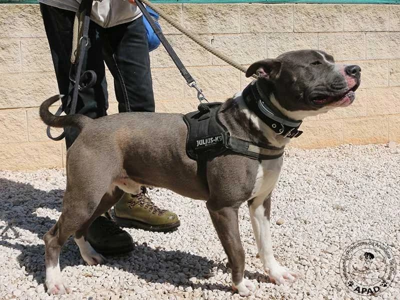 Tango, male Mixed Breed for adoption at APAD Dénia, Dénia — photo 4 of 21