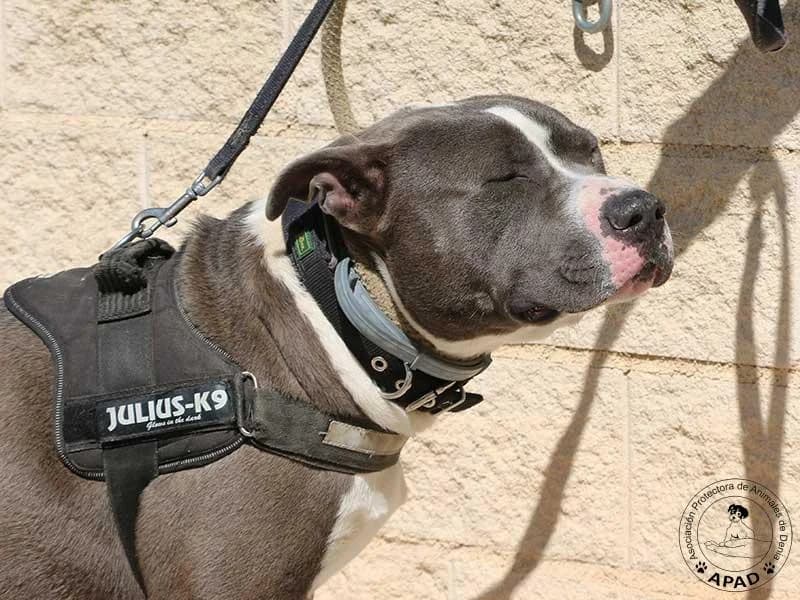 Tango, male Mixed Breed for adoption at APAD Dénia, Dénia — photo 5 of 21