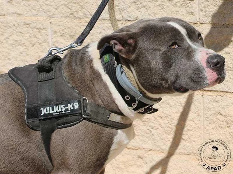 Tango, male Mixed Breed for adoption at APAD Dénia, Dénia — photo 6 of 21