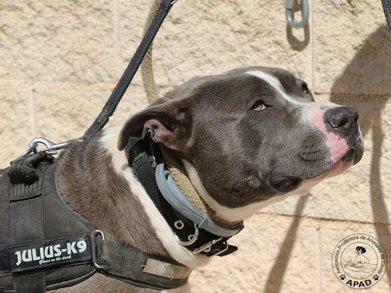 Tango, male Mixed Breed for adoption at APAD Dénia, Dénia — photo 7 of 21