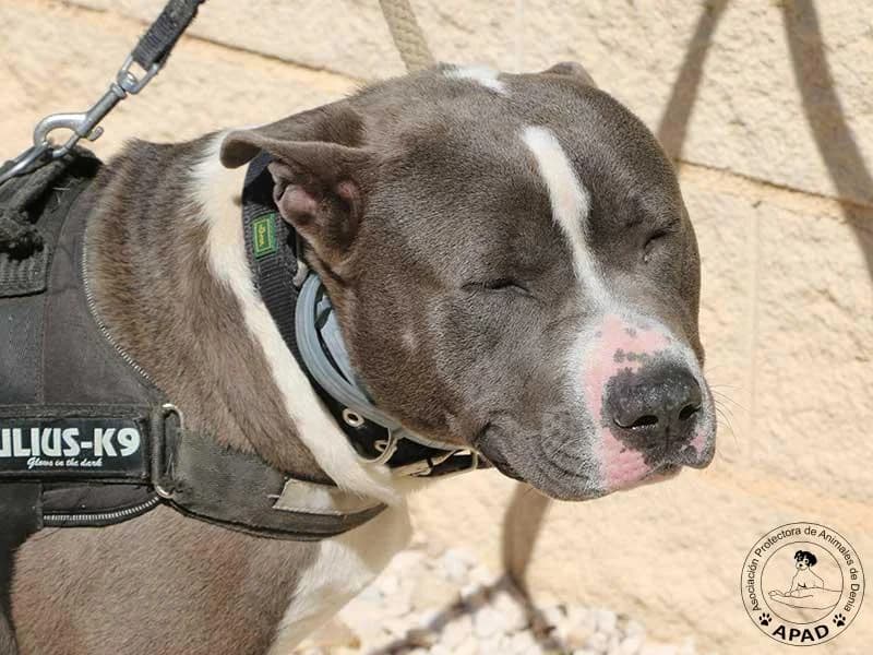 Tango, male Mixed Breed for adoption at APAD Dénia, Dénia — photo 8 of 21