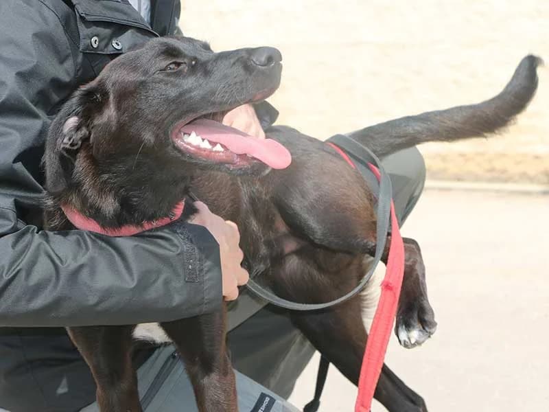 Tarek, male puppy Mixed Breed for adoption at APAD Dénia, Dénia