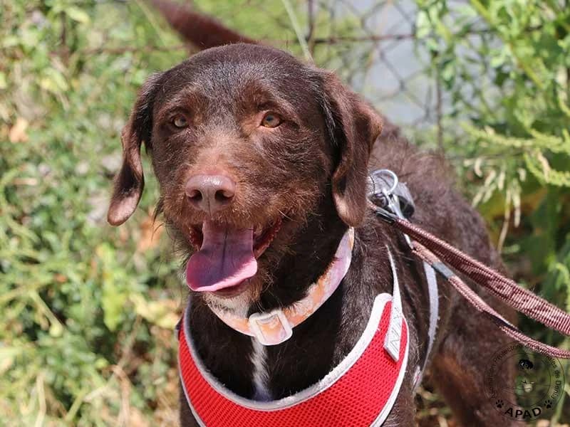 Teddy, male young Pointer for adoption at APAD Dénia, Dénia