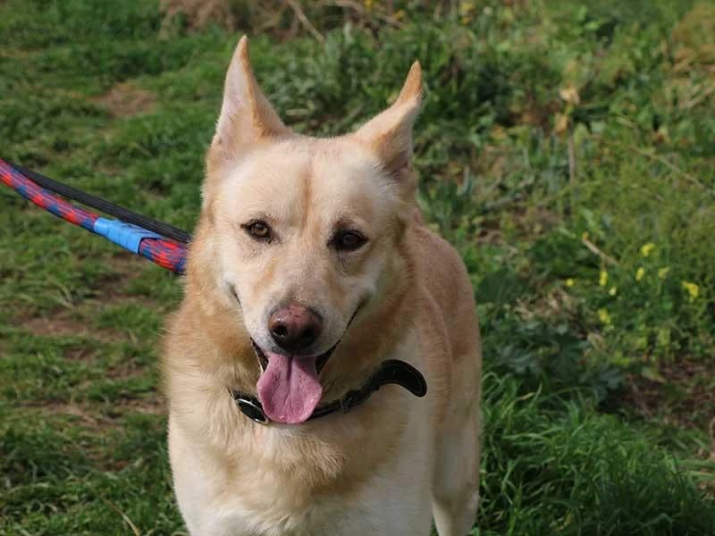 Thilo, male 6yo Mixed Breed for adoption at APAD Dénia, Dénia