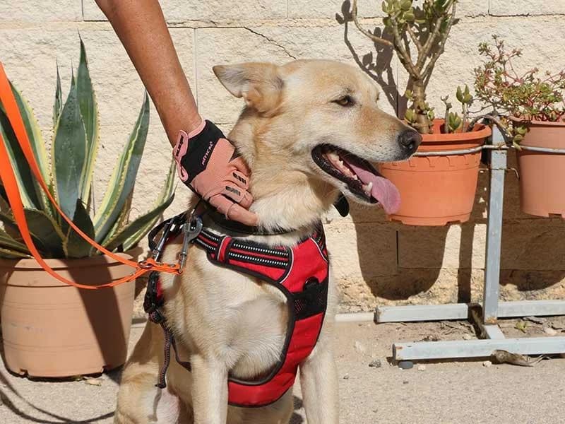 Thilo, male Mixed Breed for adoption at APAD Dénia, Dénia — photo 2 of 18