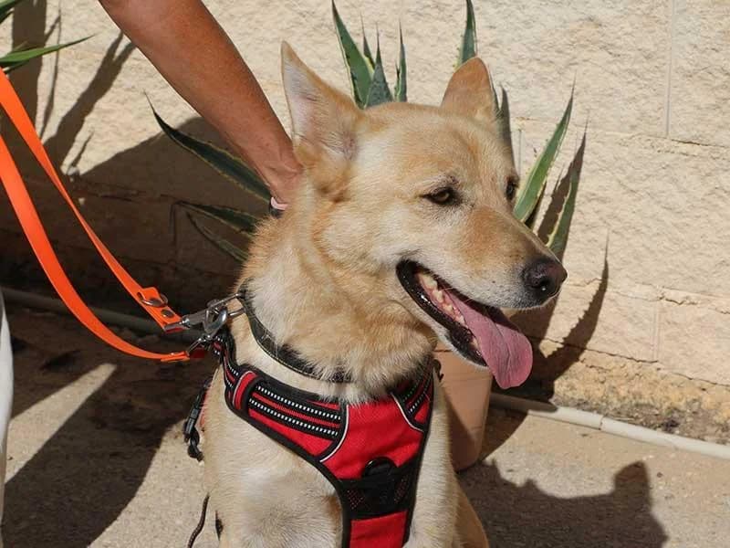 Thilo, male Mixed Breed for adoption at APAD Dénia, Dénia — photo 3 of 18