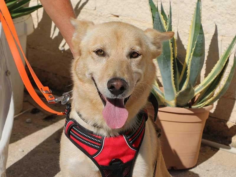 Thilo, male Mixed Breed for adoption at APAD Dénia, Dénia — photo 4 of 18