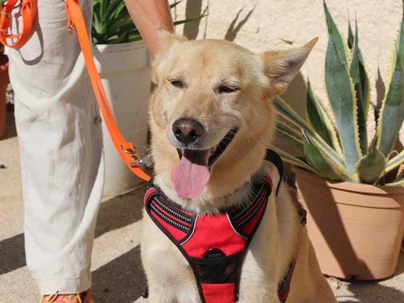 Thilo, male Mixed Breed for adoption at APAD Dénia, Dénia — photo 5 of 18