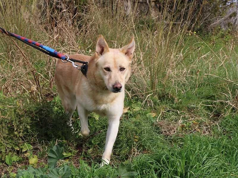 Thilo, male Mixed Breed for adoption at APAD Dénia, Dénia — photo 6 of 18