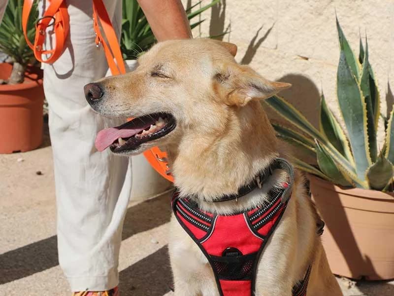 Thilo, male Mixed Breed for adoption at APAD Dénia, Dénia — photo 7 of 18
