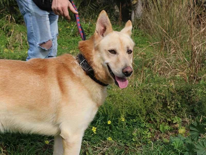 Thilo, male Mixed Breed for adoption at APAD Dénia, Dénia — photo 8 of 18