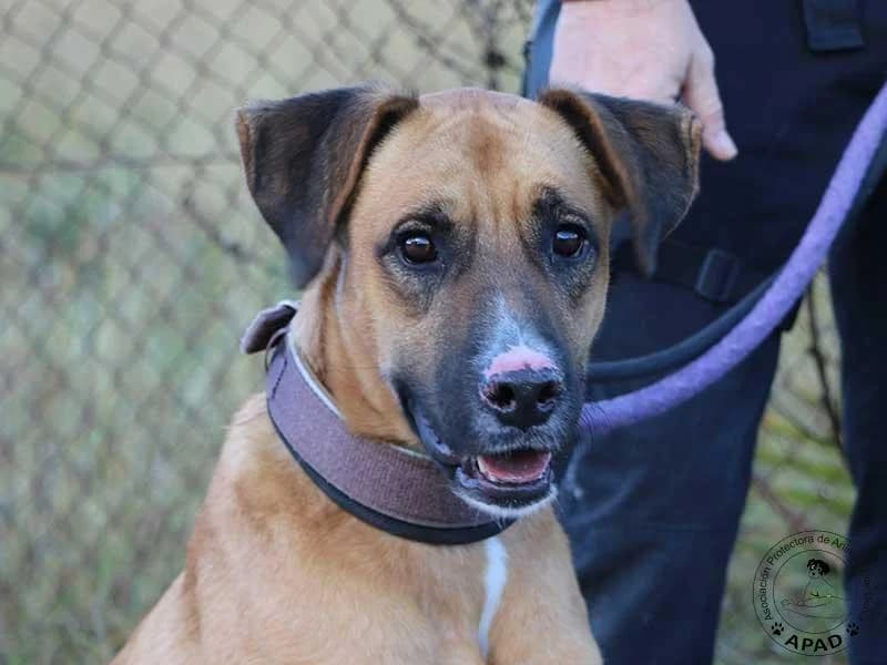 Tim, male young Mixed Breed for adoption at APAD Dénia, Dénia