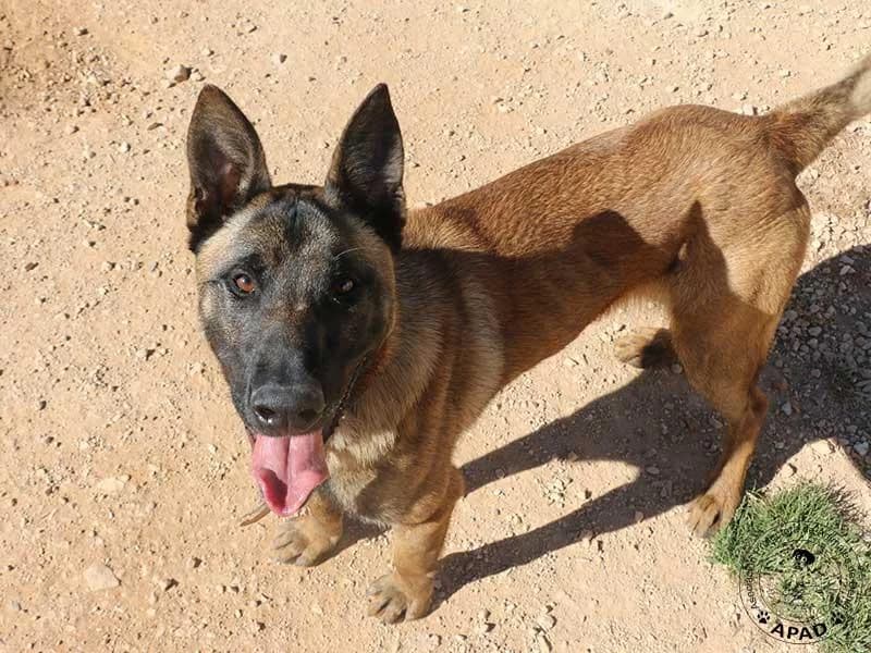 Timo, male young Belgian Malinois for adoption at APAD Dénia, Dénia