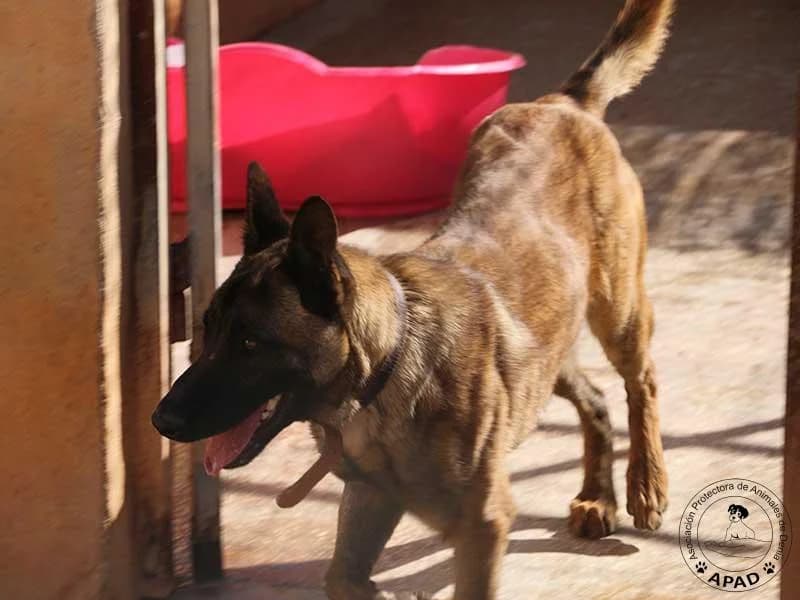 Timo, male Belgian Malinois for adoption at APAD Dénia, Dénia — photo 2 of 19