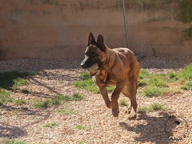 Timo, male Belgian Malinois for adoption at APAD Dénia, Dénia — photo 3 of 19