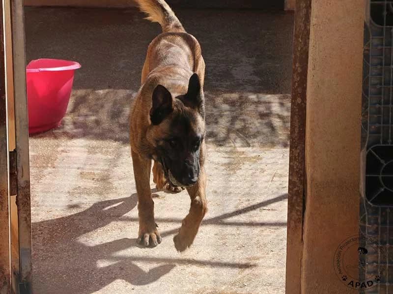 Timo, male Belgian Malinois for adoption at APAD Dénia, Dénia — photo 4 of 19
