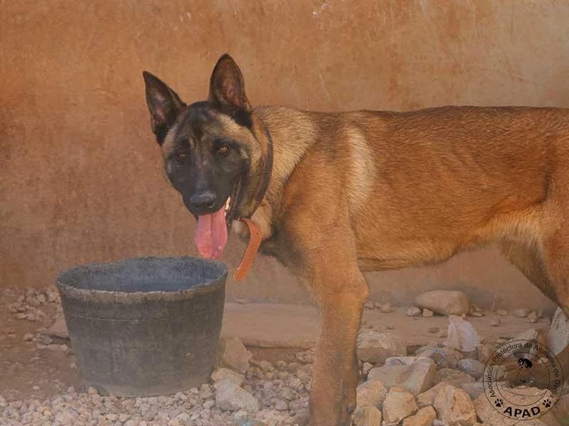Timo, male Belgian Malinois for adoption at APAD Dénia, Dénia — photo 5 of 19