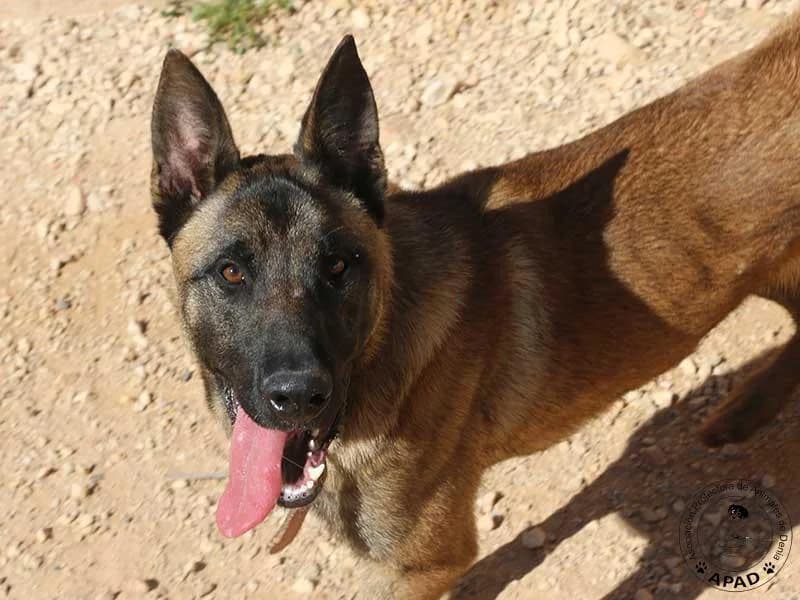 Timo, male Belgian Malinois for adoption at APAD Dénia, Dénia — photo 6 of 19