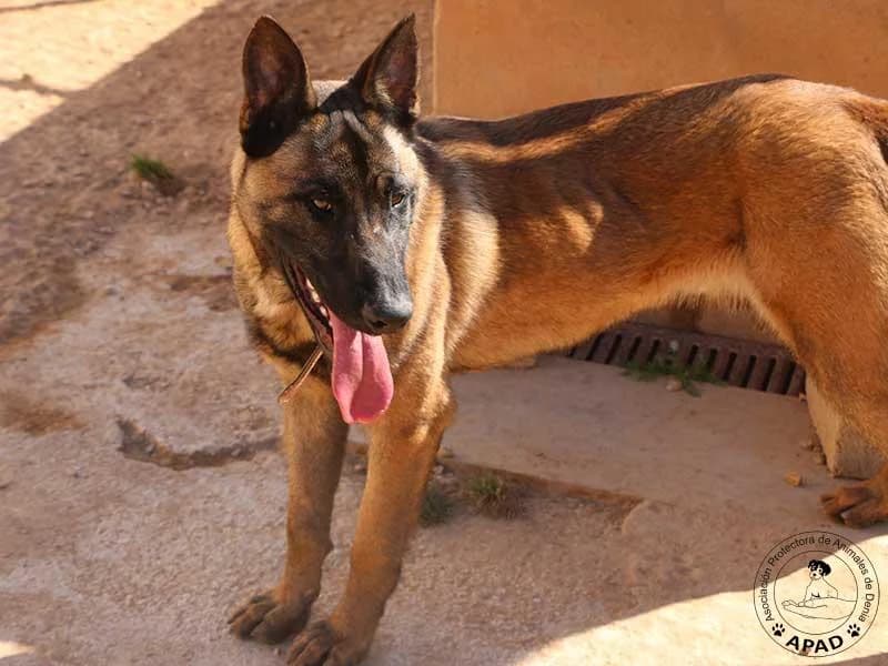 Timo, male Belgian Malinois for adoption at APAD Dénia, Dénia — photo 7 of 19