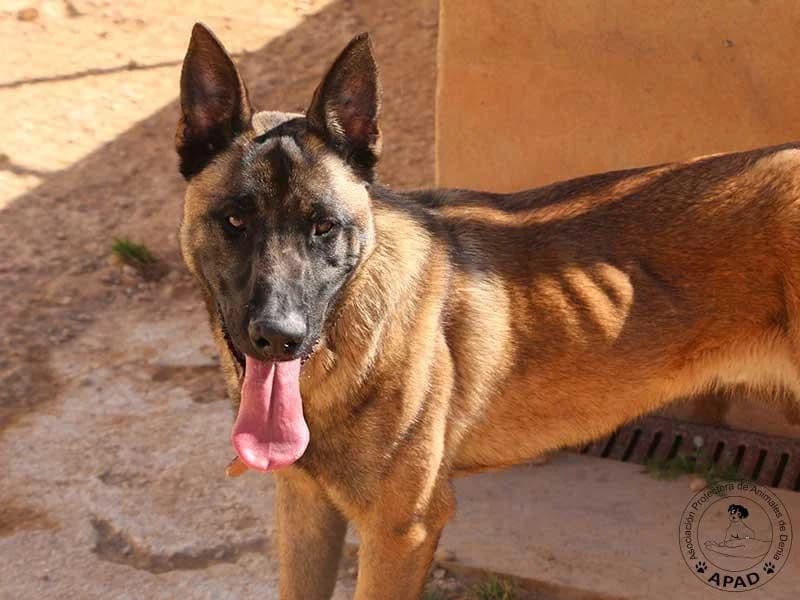 Timo, male Belgian Malinois for adoption at APAD Dénia, Dénia — photo 8 of 19
