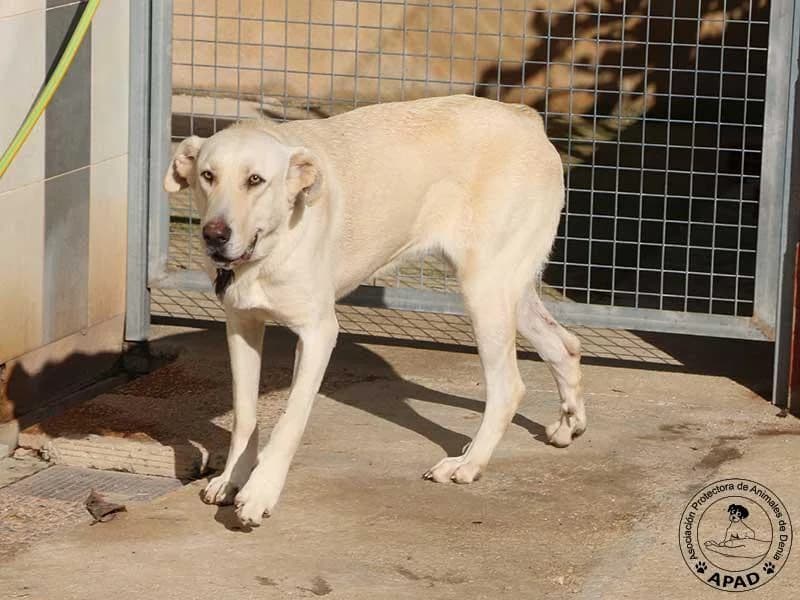 Uni, male Labrador Retriever for adoption at APAD Dénia, Dénia