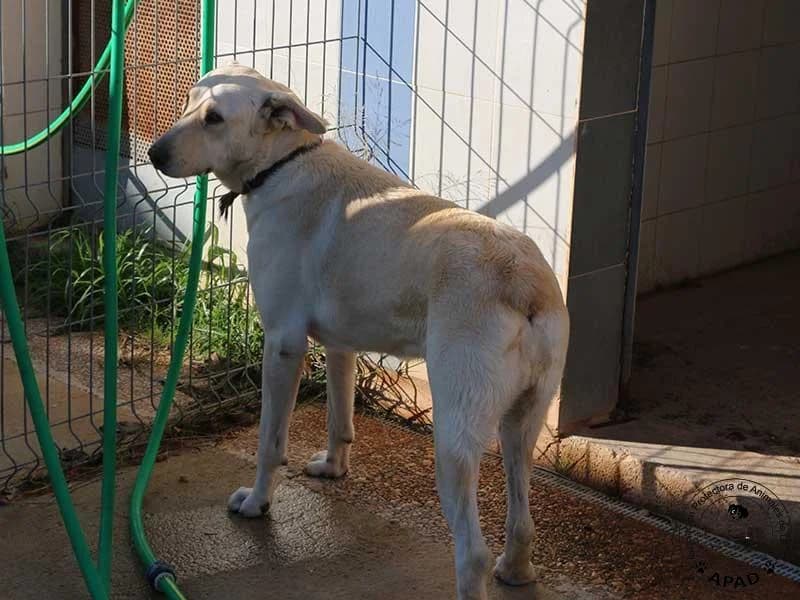 Uni, male Labrador Retriever for adoption at APAD Dénia, Dénia — photo 2 of 24
