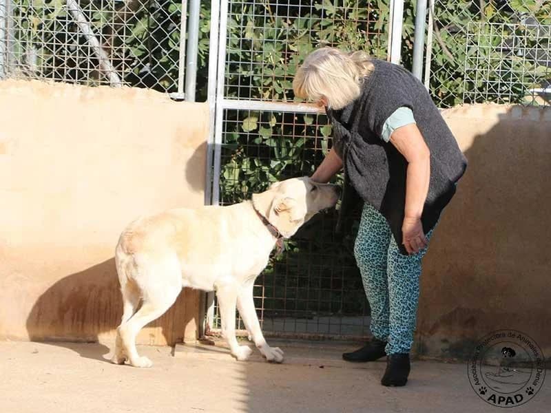 Uni, male Labrador Retriever for adoption at APAD Dénia, Dénia — photo 3 of 24