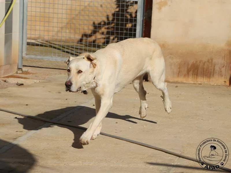 Uni, male Labrador Retriever for adoption at APAD Dénia, Dénia — photo 4 of 24