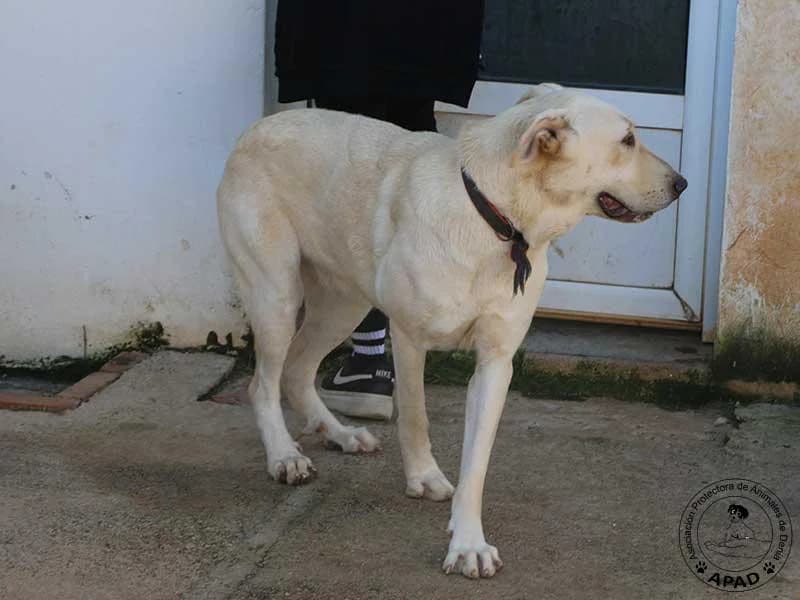 Uni, male Labrador Retriever for adoption at APAD Dénia, Dénia — photo 5 of 24