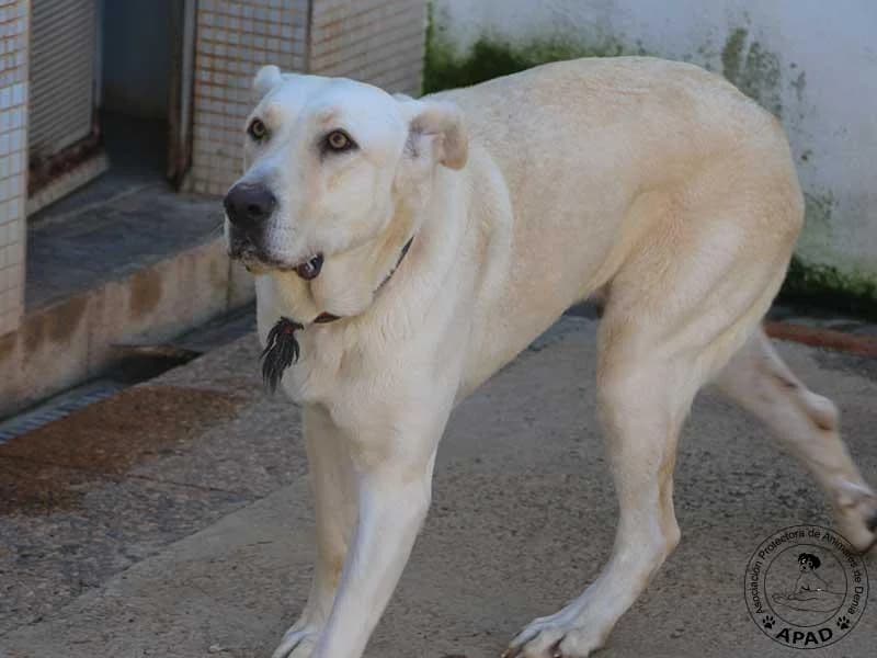 Uni, male Labrador Retriever for adoption at APAD Dénia, Dénia — photo 6 of 24